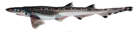 Galeus melastomus_05.jpg